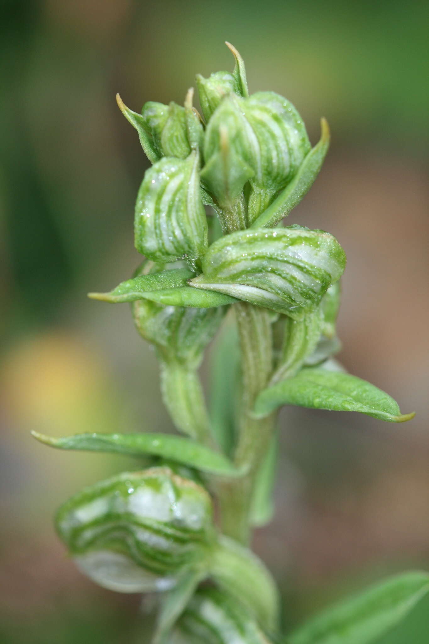 Image of Banded greenhood