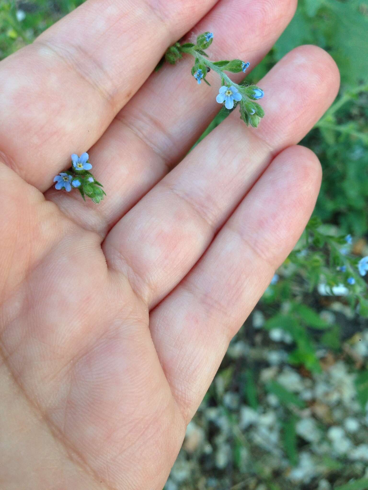 Image of European stickseed