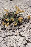 Image of sulphur-flower buckwheat