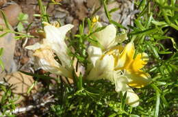 Freesia fergusoniae L. Bolus resmi