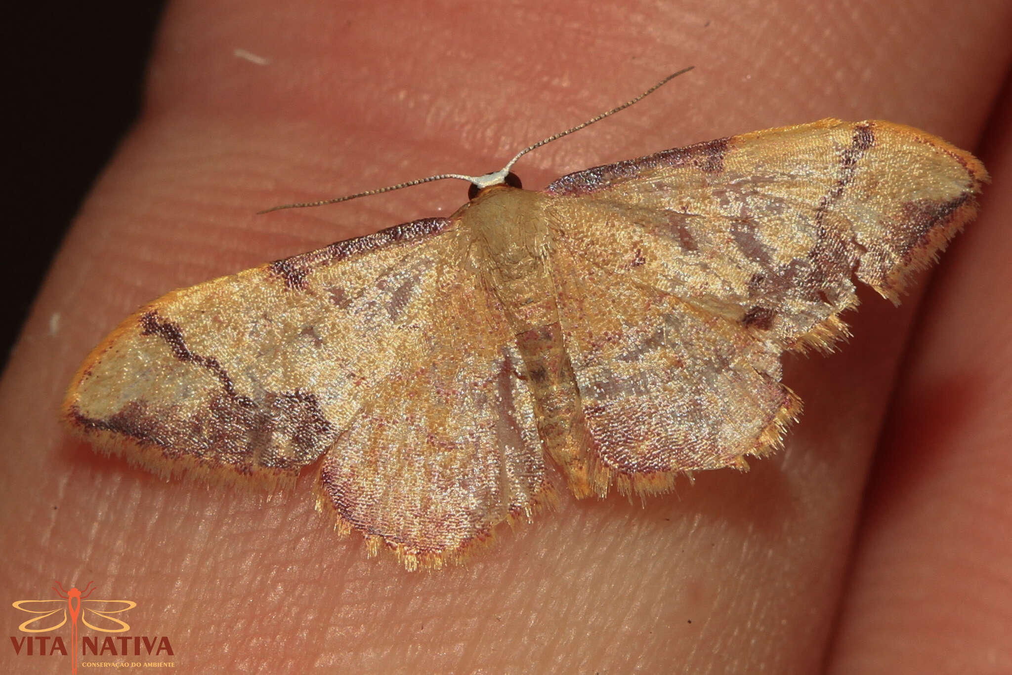 Image de Idaea ostrinaria