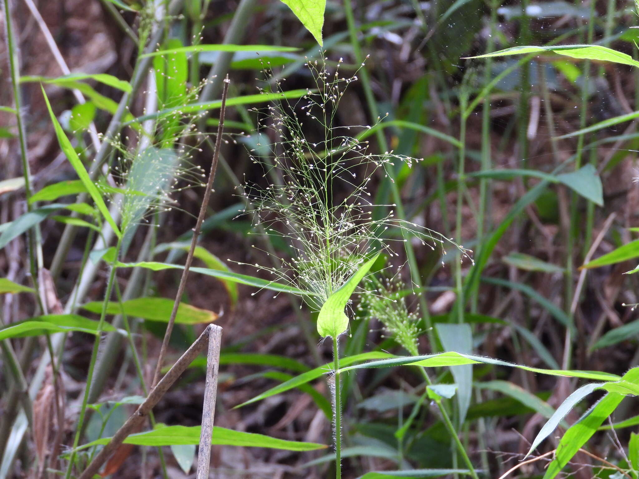 Plancia ëd Cyrtococcum patens var. latifolium (Honda) Ohwi