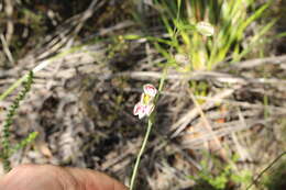 Image of Swamp sun orchid