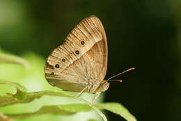 Image of Orange Bush-brown