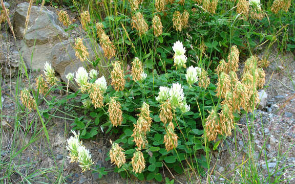 Image de Trifolium canescens Willd.