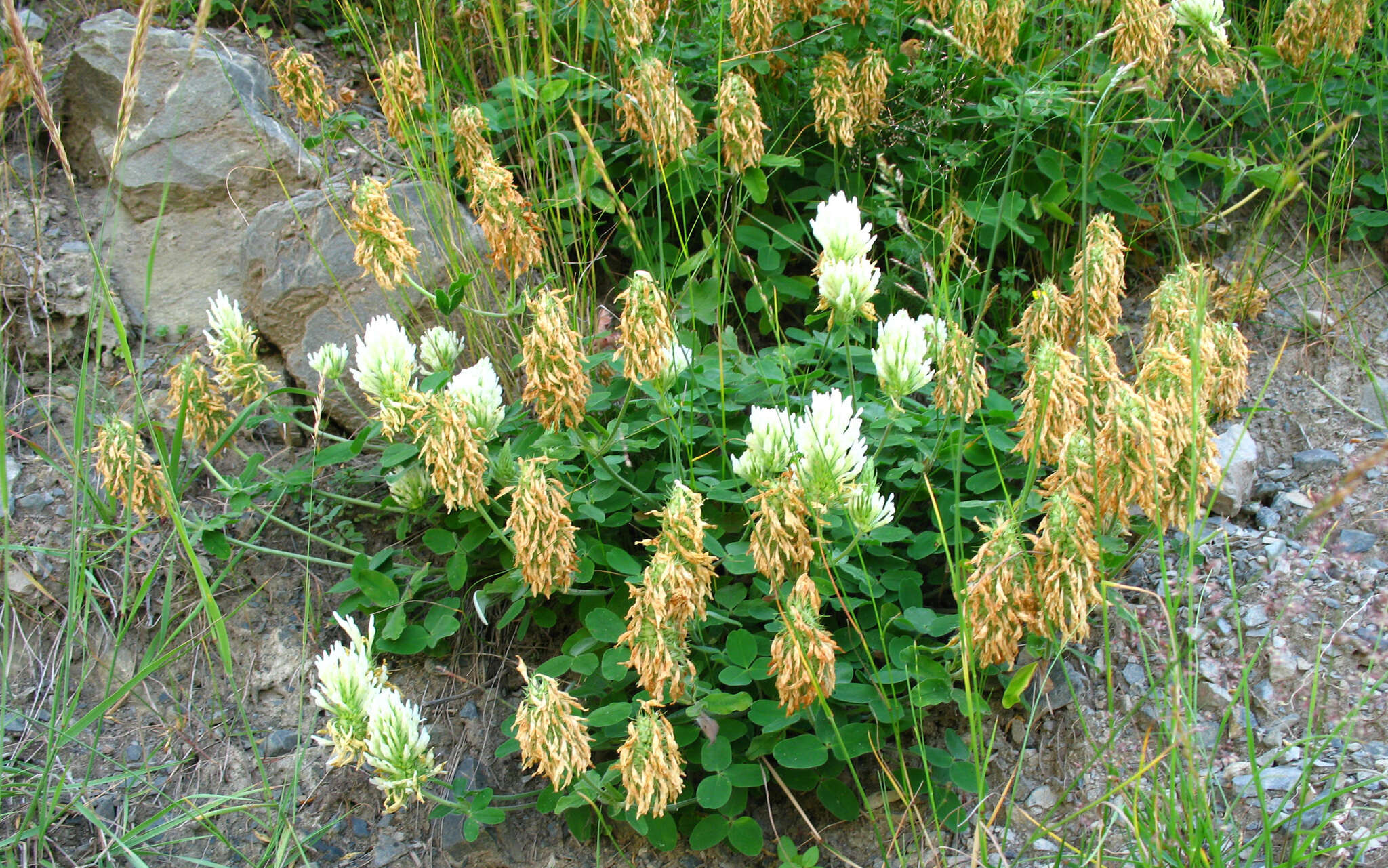 Слика од Trifolium canescens Willd.