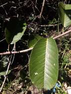 Image of Passiflora costata Mast.