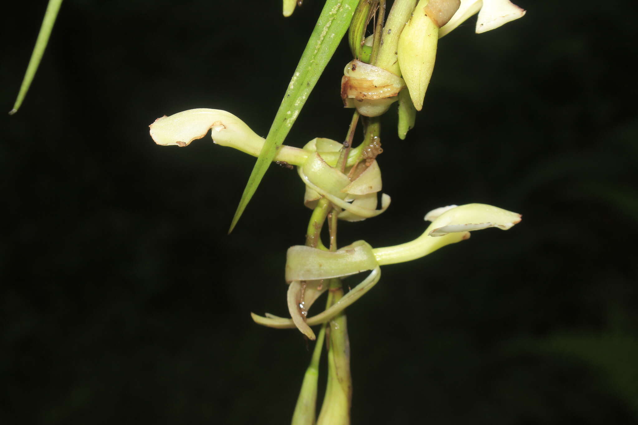 Image of Epidendrum hymenodes Lindl.