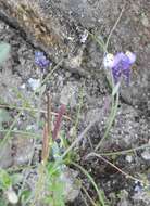 Image of Linaria amethystea (Vent.) Hoffmgg. & Link