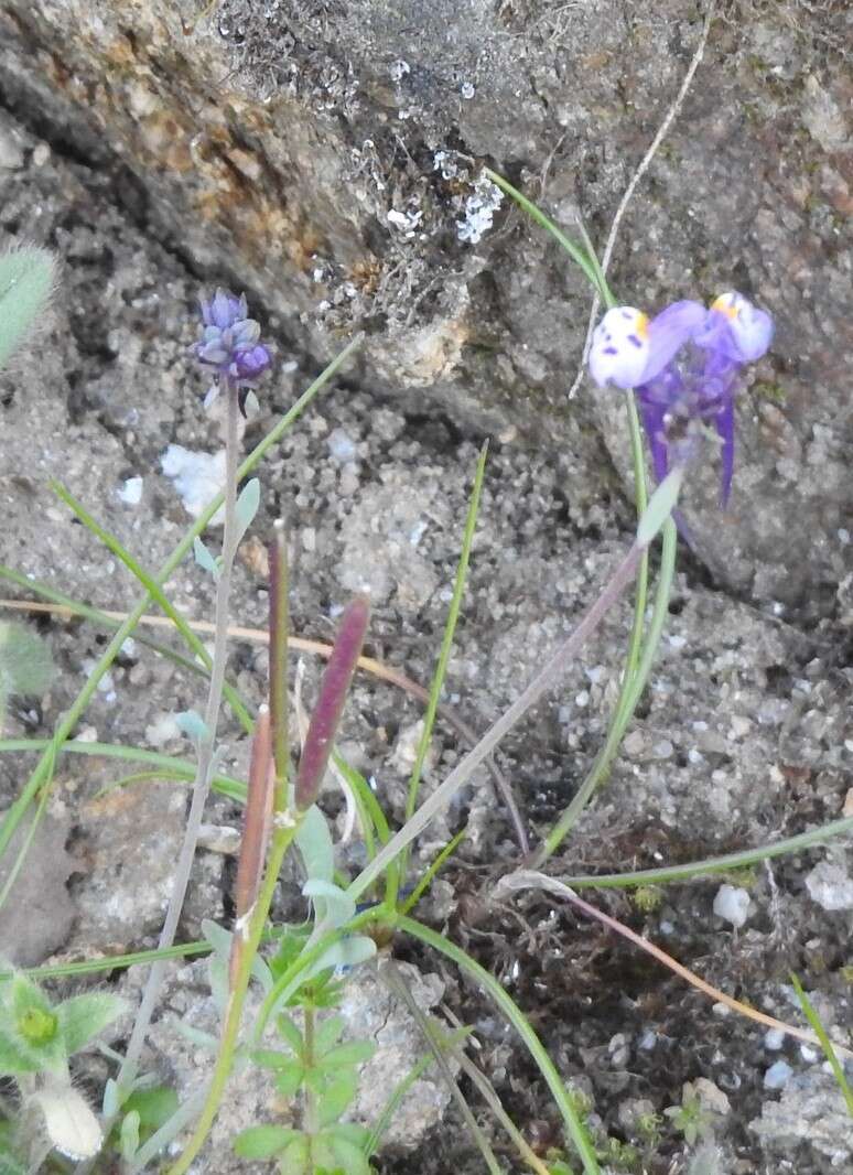 Image of Linaria amethystea (Vent.) Hoffmgg. & Link