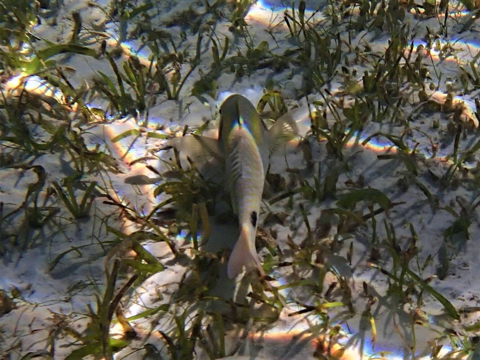 Image of Goatfish