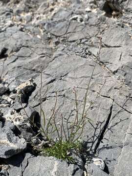 Image of desert winged rockcress