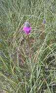 Image of purple prairie clover