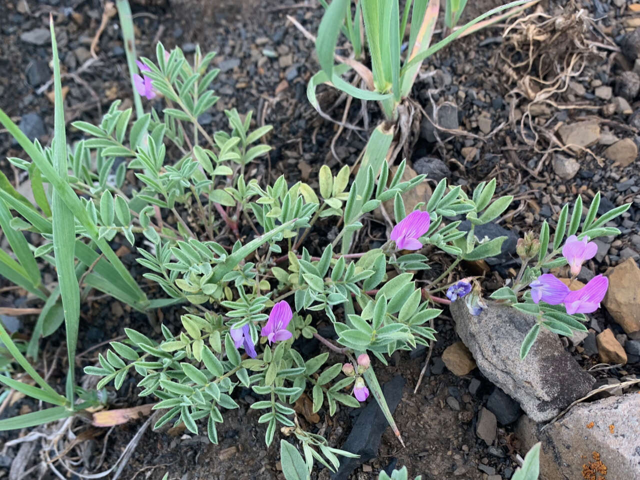 Plancia ëd Astragalus vexilliflexus Sheldon