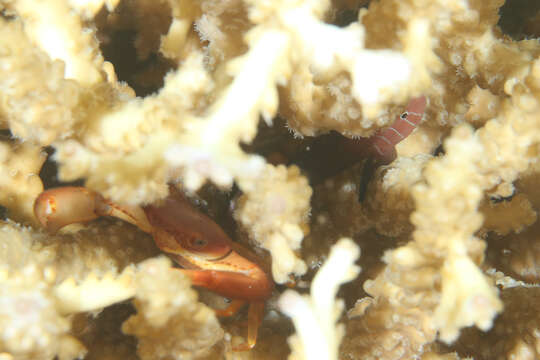 Image of Five-bar coral goby