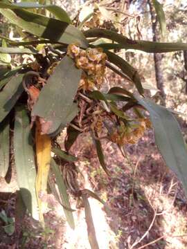 Imagem de Gastrochilus calceolaris (Buch.-Ham. ex Sm.) D. Don