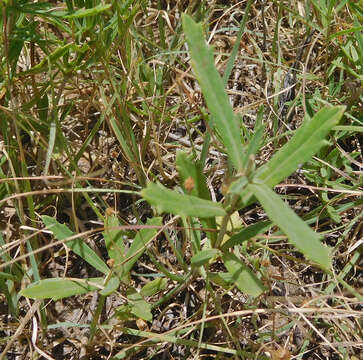 Plancia ëd Phyla cuneifolia (Torr.) Greene