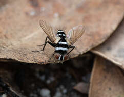 Image of Trigonospila cingulata (Macquart 1851)