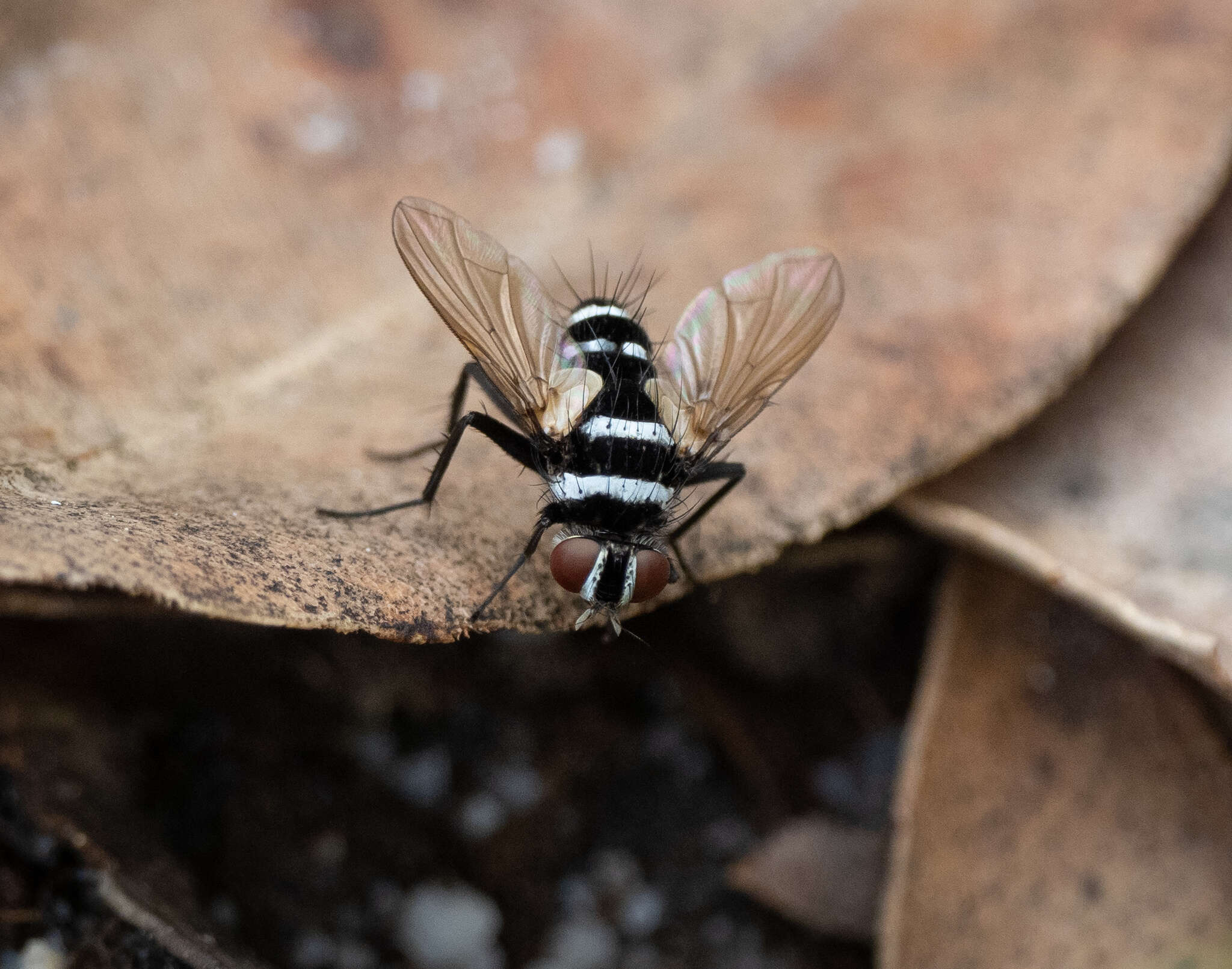 Image of Trigonospila cingulata (Macquart 1851)