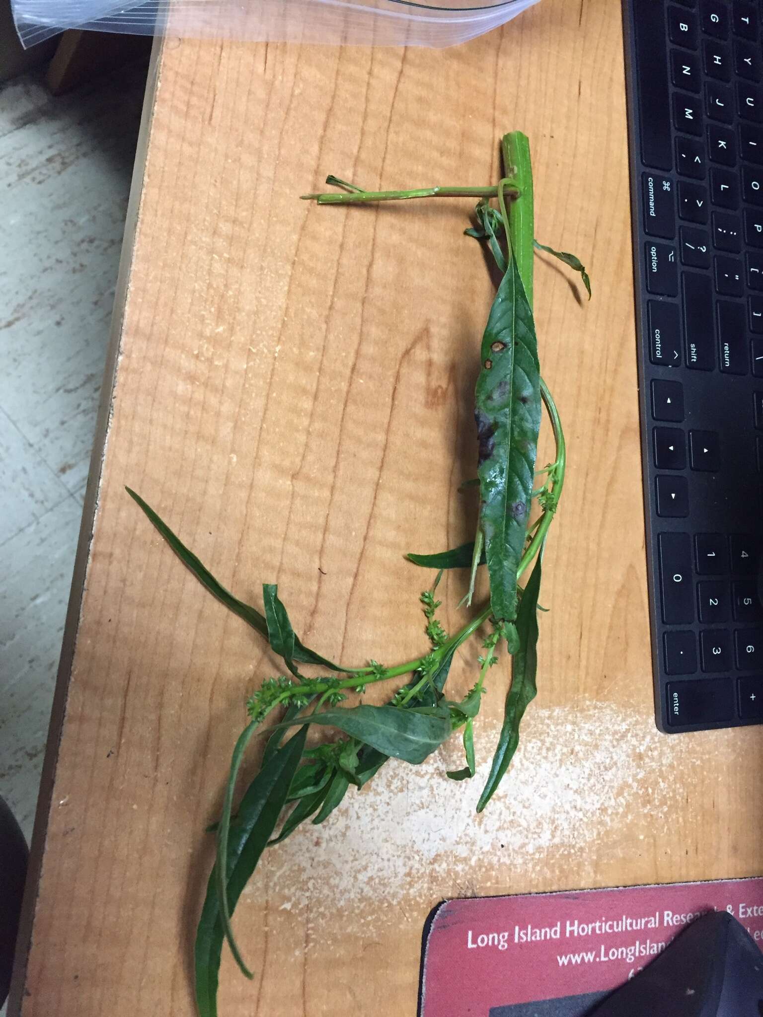 Image of tidalmarsh amaranth