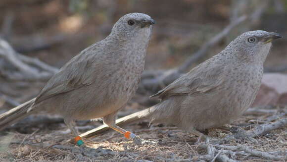 Image of Arabian Babbler