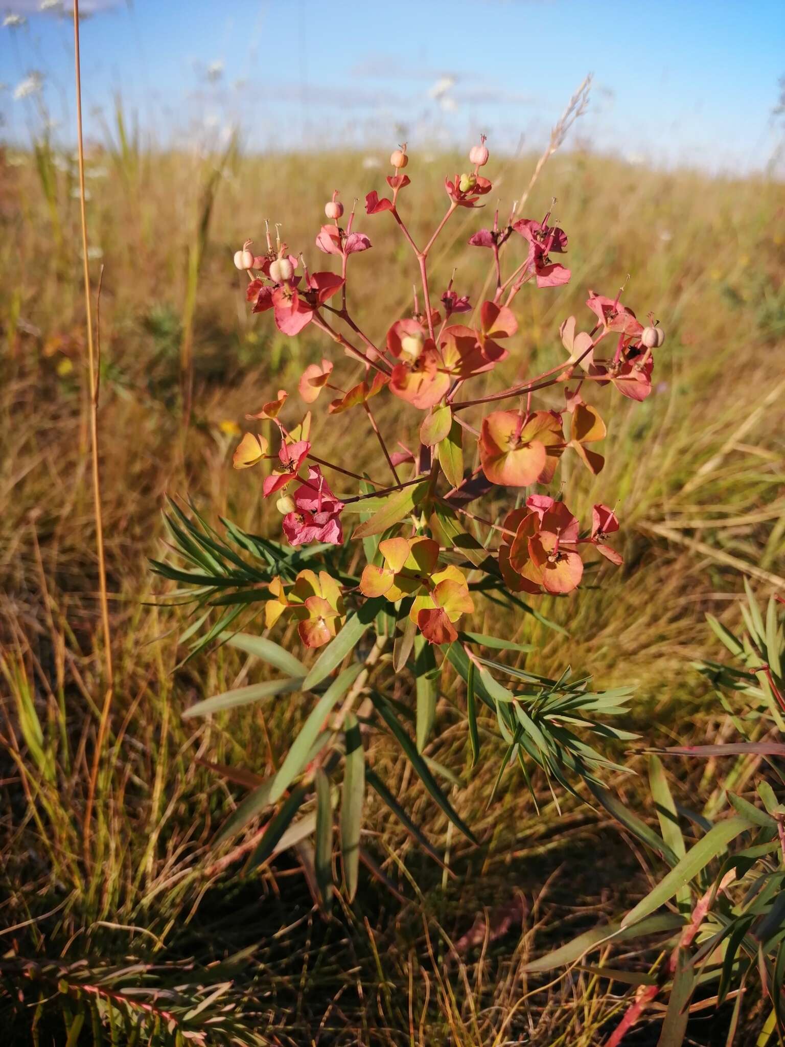 Слика од Euphorbia caesia Kar. & Kir.