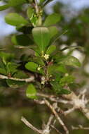 Image of Emmenosperma pancherianum Baill.