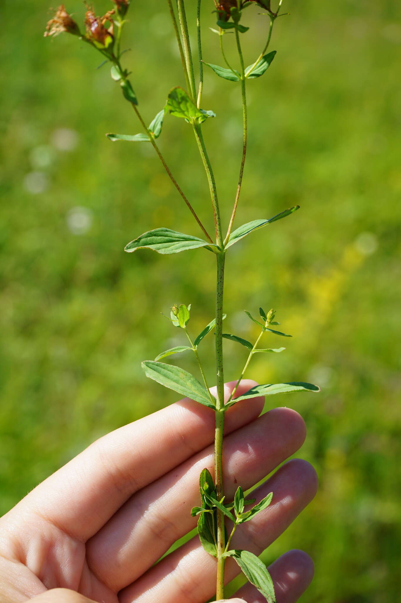 Image of Hypericum attenuatum Fisch. ex Choisy