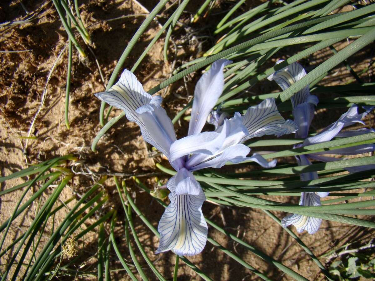 Image of Iris tenuifolia Pall.