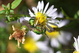 صورة Agapostemon sericeus (Förster 1771)