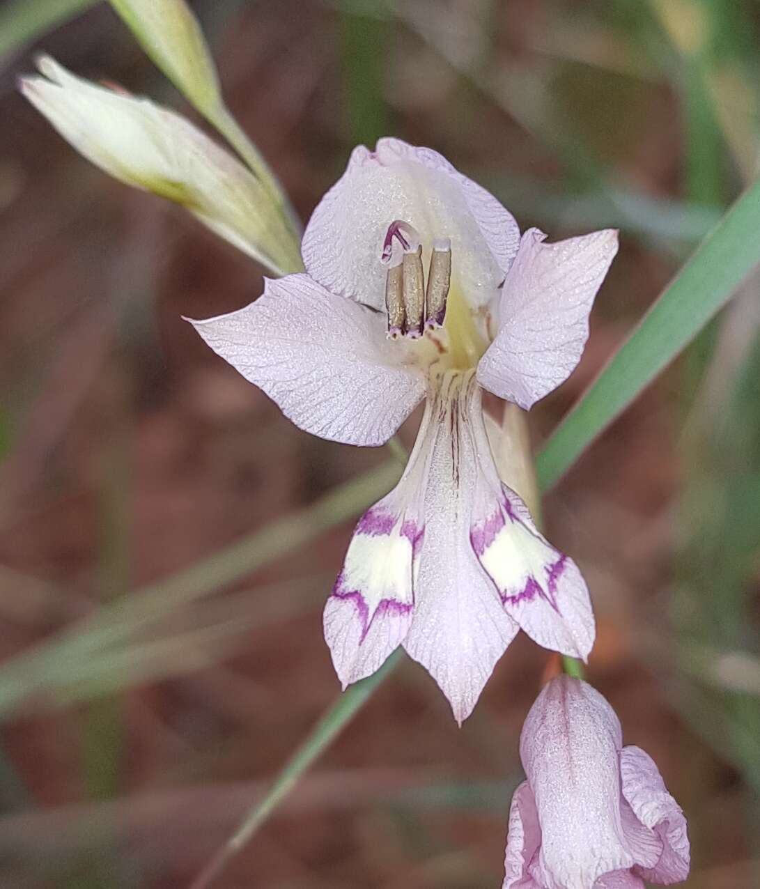 Imagem de Gladiolus pretoriensis Kuntze