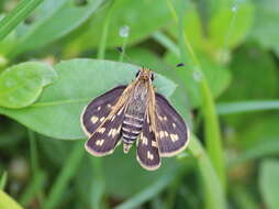 Image of Grey-veined Grass Dart