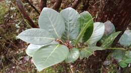 Image of Azores laurel