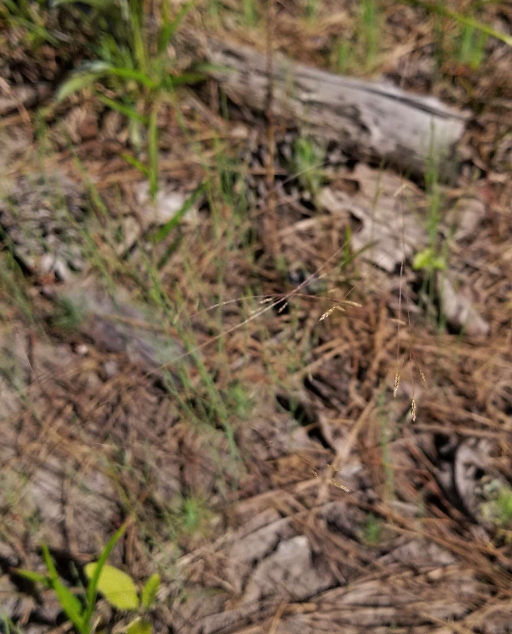 Image of Elliott's bentgrass