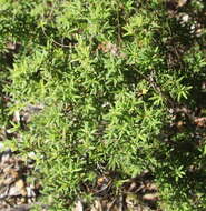 صورة <i>Leucopogon fasciculatus</i>