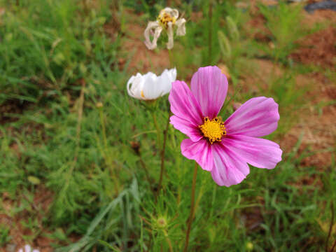 Image of garden cosmos