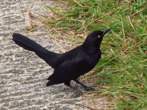 Image of Carib Grackle