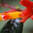 Image of Columnea fimbricalyx L. P. Kvist & L. E. Skog