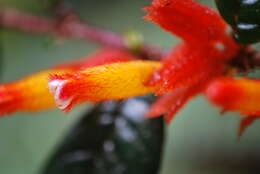 Image of Columnea fimbricalyx L. P. Kvist & L. E. Skog