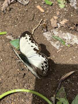 Image of Common Glider