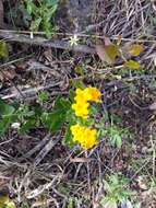 Image of hoary puccoon