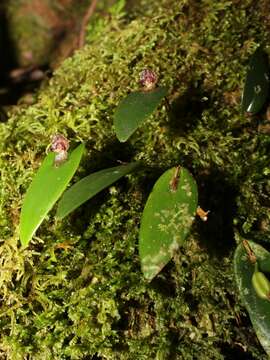 Image of Pleurothallis dorotheae Luer