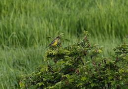 Image of Yellow-breasted Bunting