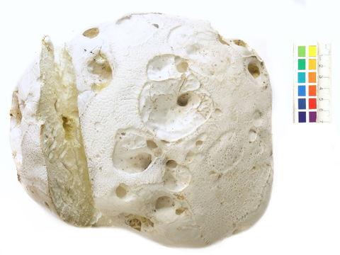 Image of <i>Calvatia gigantea</i> (Batsch) Lloyd 1904