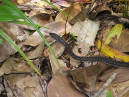 Image of Seychelles Wolf Snake