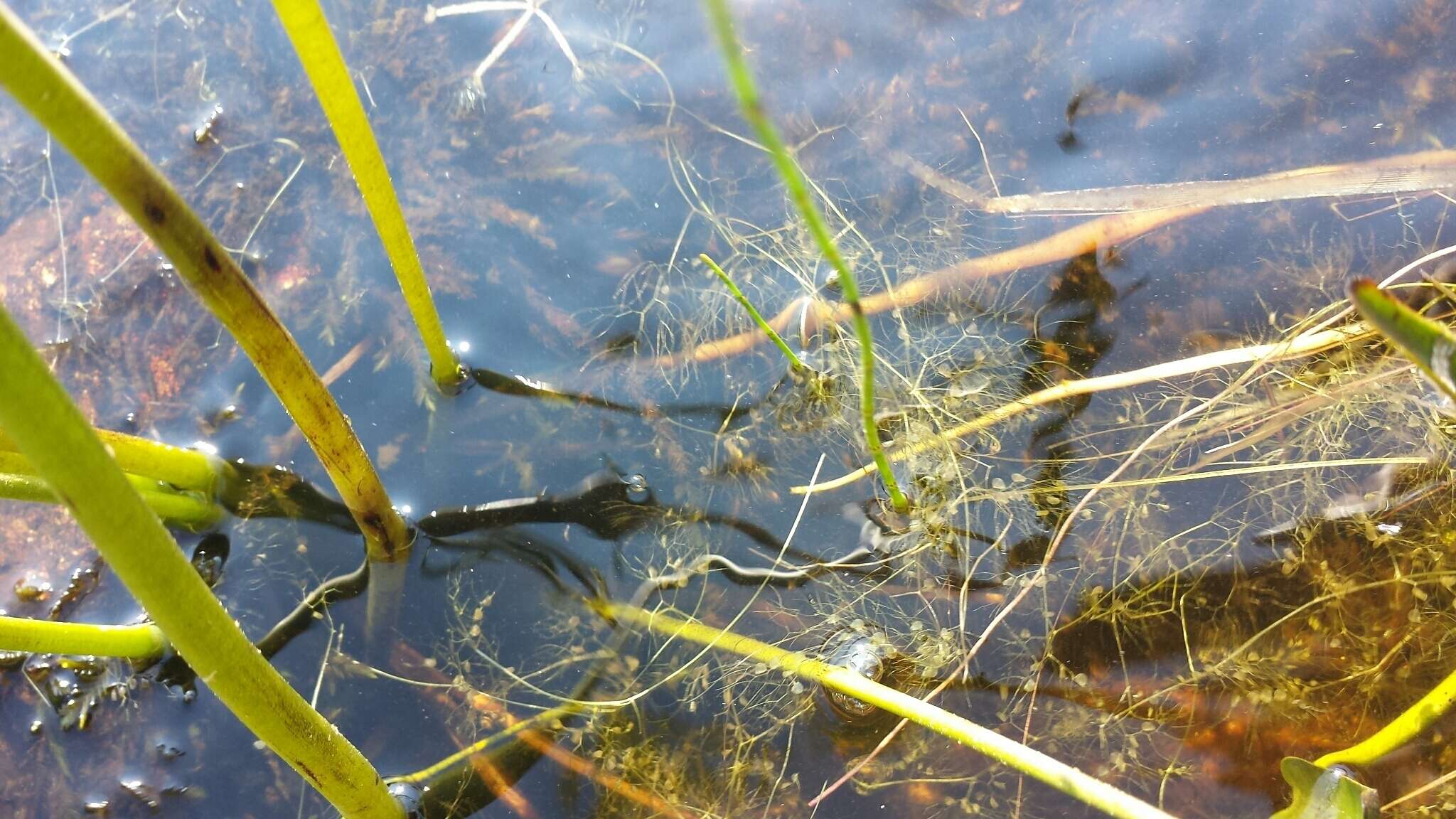 Image of little floating bladderwort