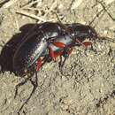 Carabus (Trachycarabus) besseri Fischer von Waldheim 1820 resmi