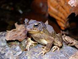 Image of Ingerophrynus philippinicus (Boulenger 1887)