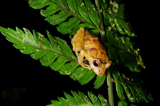 Image of Chiriqui Robber Frog