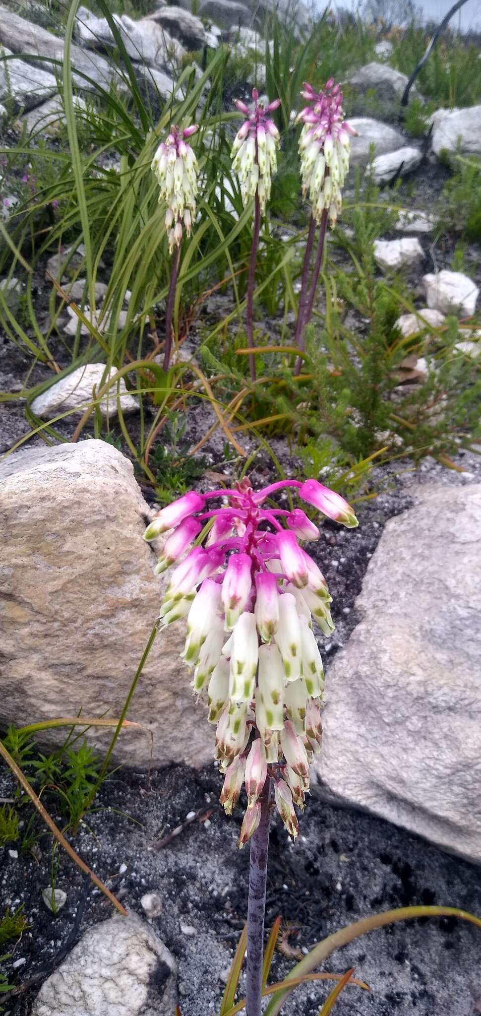 Imagem de Lachenalia sargeantii W. F. Barker